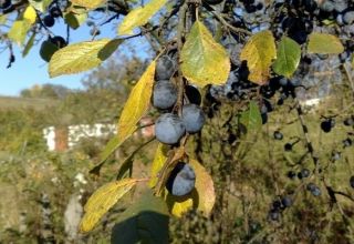 Cómo plantar, cultivar y cuidar ciruelas, tratamiento contra enfermedades y plagas.