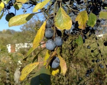 Cómo plantar, cultivar y cuidar ciruelas, tratamiento contra enfermedades y plagas.