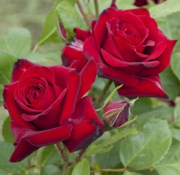 Description and characteristics of roses of the Niccolo Paganini variety, planting and care rules