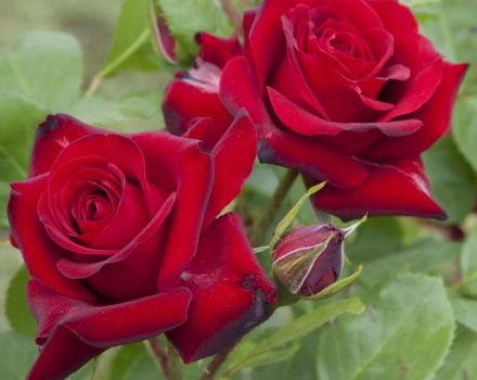 Description and characteristics of Niccolo Paganini roses, planting and care rules