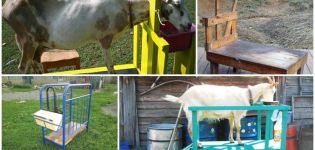 Dimensions and drawings of machines for milking goats and how to do it yourself