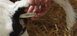 What should be the normal temperature in calves and what to do in case of deviations