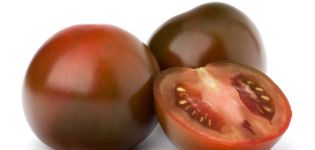 Characteristics and description of the Black Prince tomato variety, its yield