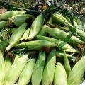 Rules and terms for harvesting corn on the cob from the fields