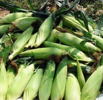 Rules and terms for harvesting corn on the cob from the fields