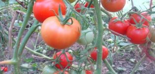 Descripción de la variedad de tomate Taimyr, sus características y características de cultivo.