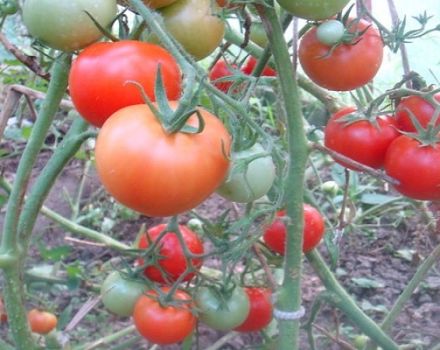 Description de la variété de tomate Taimyr, ses caractéristiques et ses caractéristiques de culture