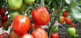 Characteristics and description of the tomato variety Nastya sibiryachka