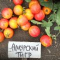 Características y descripción de la variedad de tomate tigre de Amur