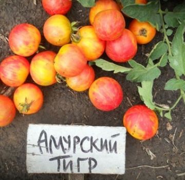 Caractéristiques et description de la variété de tomate tigre de l'Amour