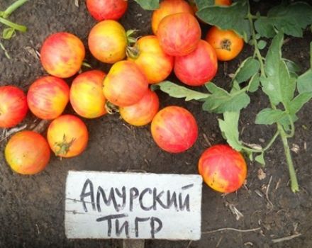 Caractéristiques et description de la variété de tomate tigre de l'Amour