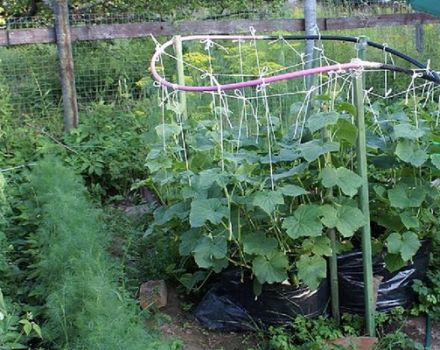 Cómo pellizcar pepinos en campo abierto.