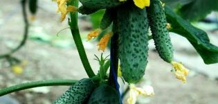 Description of the Tchaikovsky cucumber variety, its characteristics and yield