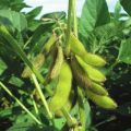 Description and characteristics of soybean varieties in Russia and in the world, ultra-early maturing and high-yielding