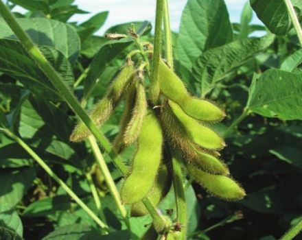 Description and characteristics of soybean varieties in Russia and in the world, ultra-early maturing and high-yielding