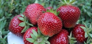 ¿Qué variedades de fresas son mejores para elegir para la región de Moscú para campo abierto, creciendo?