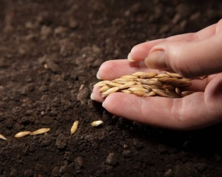 Température et moment de la plantation des concombres en pleine terre