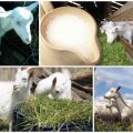 When you can start drinking milk after lambing a goat, the benefits and value of colostrum