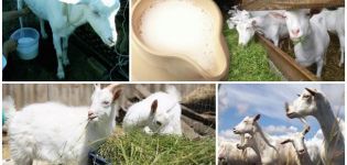 Cuando puede comenzar a beber leche después de parir una cabra, los beneficios y el valor del calostro