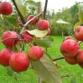 Description and characteristics of the Paradise apples variety, planting, cultivation and care