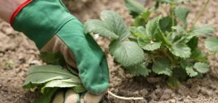 What herbicides to choose for treating strawberries from weeds