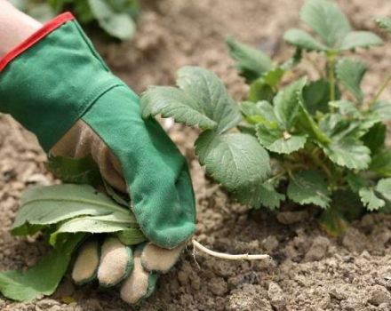 What herbicides to choose for treating strawberries from weeds