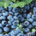 Descripción y características de la variedad de arándanos Bluegold, reglas de plantación y cuidados.