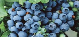 Description et caractéristiques de la variété de myrtille Bluegold, règles de plantation et entretien