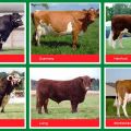 Characteristics and names of the best meat breeds of bulls, how to choose for fattening