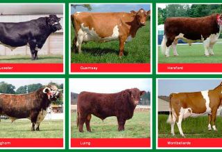 Characteristics and names of the best meat breeds of bulls, how to choose for fattening