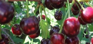 Description de la variété et des caractéristiques des cerises en fruits Guirlande, plantation et entretien