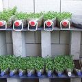 Features of growing tomato seedlings in a plastic bottle on toilet paper