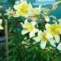 Description of varieties of OT-hybrids of lilies, planting and care in the open field