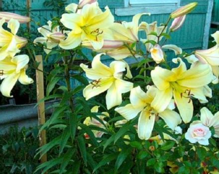 Description of varieties of OT-hybrids of lilies, planting and care in the open field