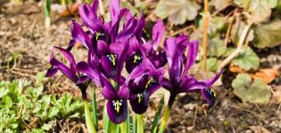 Description and varieties of Japanese irises, planting and care features