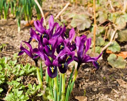 Description and varieties of Japanese irises, planting and care features