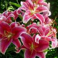 Description and characteristics of varieties of tiger lily, cultivation and reproduction