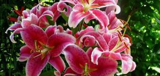 Description and characteristics of varieties of tiger lily, cultivation and reproduction