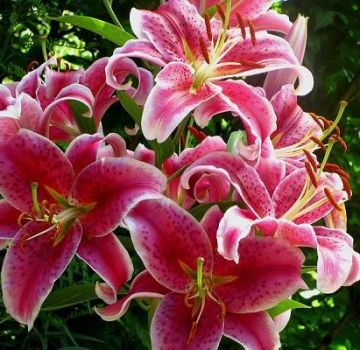 Description and characteristics of varieties of tiger lilies, cultivation and reproduction