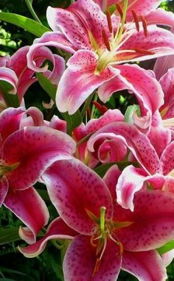 Description and characteristics of varieties of tiger lily, cultivation and reproduction