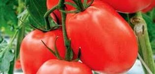 Description de la variété de tomate Dinar, recommandations de culture et de rendement