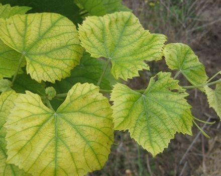 Cómo tratar la clorosis en las uvas con vitriolo de hierro, qué hacer y cómo procesar