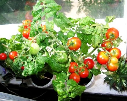 Caractéristiques et description de la variété de tomate Balcon miracle, son rendement