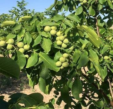 Penerangan dan hasil Chandler walnut, penanaman dan penjagaan