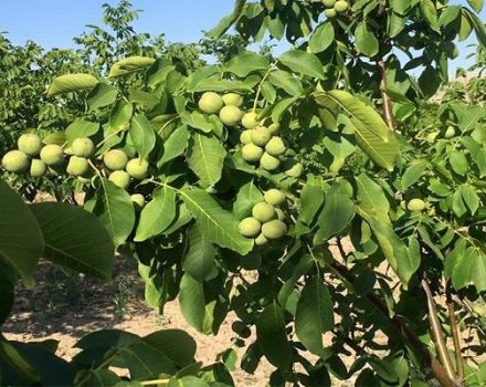 Descripción y rendimiento de la nuez de Chandler, plantación y cuidado.