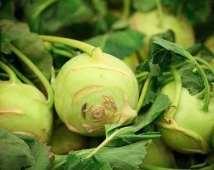 Recipes for cooking kohlrabi cabbage for the winter with and without sterilization