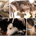 Epizootology and symptoms of leptospirosis in cattle, treatment and prevention