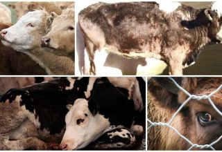 Epizootologi dan gejala leptospirosis pada lembu, rawatan dan pencegahan