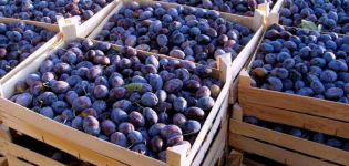 Comment conserver les prunes à la maison par congélation, séchage et décapage