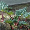 Why rhubarb leaves turn red: diseases and pests and how to get rid of them